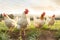 Hen, rooster and animals with free range in countryside . created with Generative AI