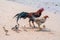 Hen and Rooster and chicks Walking on the beach