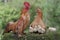 A hen and a rooster are foraging with a number of chicks on a moss-covered ground.