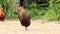 Hen and rooster outdoors in nature