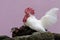 A hen and a rooster ready to mate on a rock overgrown with moss.