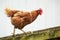 A hen running along the top of a wooden fence