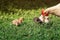 Hen and small fluffy colorful chickens walk on the lush green grass in the yard of the farm on a Sunny spring day