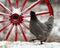 Hen standing by an old wooden wagon wheel in snow in wintery landscape.