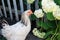 The hen stands among the flowers in the village. Close-up.