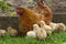 Hen with two weeks old chicks out in the open in green grass