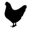 Hen vector illustration silhouette.Chicken bird vector