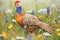 hen with vibrant plumage amid wildflowers