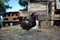 Hen walking on the barnyard. Young chicken standig alone on barn yard with the chicken coop