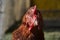 Hen walking on the barnyard. Young chicken standig alone on barn yard with the chicken coop