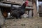 Hen walking on the barnyard. Young chicken standing alone on barn yard with the chicken coop