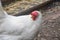 Hen. White chicken on a farm with a beautiful hanging crest