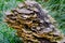 Hen of the woods mushroom on the dead tree in Australia rain forest.