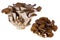 Hen of the Woods Mushroom (Grifola frondosa)