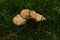 Hen of the Woods Mushroom usually refers to Grifola frondosa are usually called Chicken of the Wood