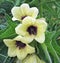 Henbane- Dangerous Beauty