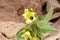 Henbane , Hyoscyamus flower , flora Iran