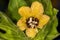 Henbane, medieval medicine plant