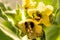 Henbane, medieval medicine plant with flower