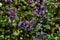 Henbit