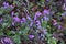 Henbit flowers.