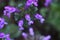 Henbit flowers.