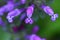 Henbit flowers.