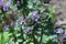 Henbit flowers.