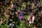 Henbit flowers. Lamiaceae annual plants.