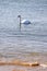 Hendaye France white swan on the beach