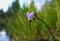 Henderson`s Shooting Star, Tuolumne Meadows, Yosemite National Park