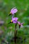 Henderson`s Shooting Star, Tuolumne Meadows, Yosemite National Park