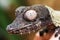 Henkel\'s Leaf Tail Gecko