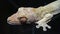 Henkel\\\'s leaf-tailed gecko (Uroplatus henkeli