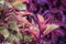 Henna coleus ornamental foliage
