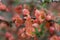 Henomeles excellent Grenada garden form