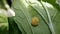 Henosepilachna vigintioctopunctata egg