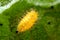Henosepilachna vigintioctopunctata Larva