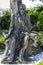 Henryk Sienkiewicz statue in Vevey, Switzerland