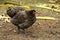 Hens australorp chicken in the backyard.