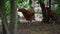 Hens with brown feathers walk in tree shadow on backyard