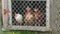 Hens in chicken coop observing