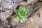 Hens and chicks sempervivum tectorum bright green grows