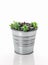 Hens and chicks succulent plant in a metal pot