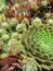 Hens and Chicks Succulent Plants