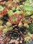 Hens and Chicks Succulent Plants