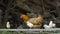 Hens and chicks in traditional farm in Nepal