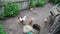 Hens and cock look for and peck food in backyard upper view