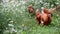 Hens eating grass in nature