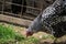 Hens feed on the traditional rural barnyard. Chicken standing on barn yard with the chicken coop. Free range poultry farming